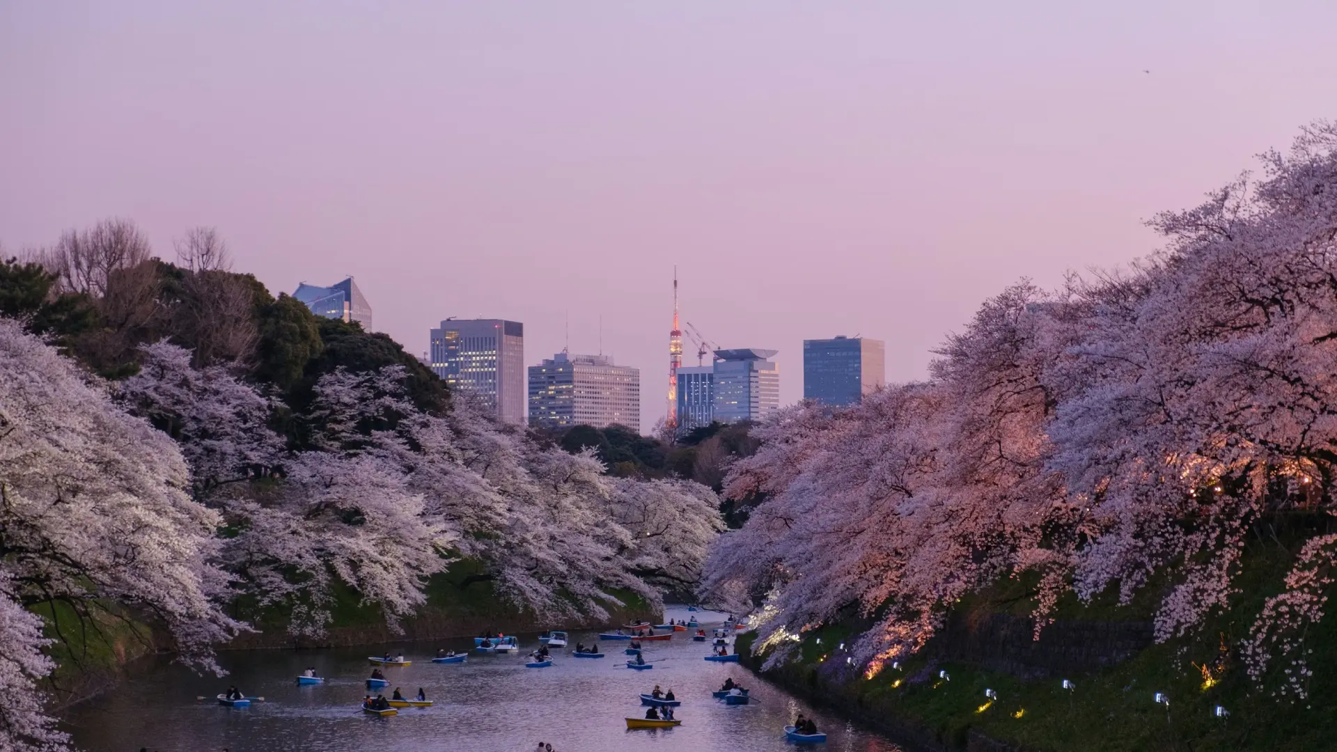Cherry Blossom Season at the Ryokan